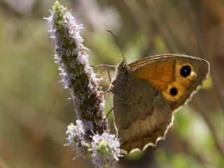 Kk Esmerperi (Hyponephele lycaon)
