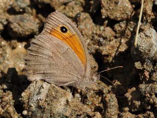 Esmerperi (Hyponephele lupina)