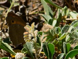 Kk Esmerperi (Hyponephele lycaon)