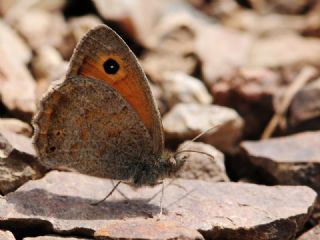 Kk Esmerperi (Hyponephele lycaon)