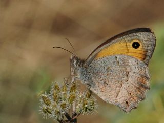 Kk Esmerperi (Hyponephele lycaon)