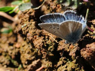 okgzl Vatan Mavisi (Polyommatus igisizilim)