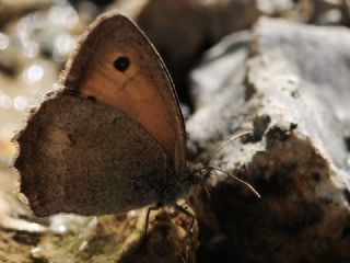 Azeri Esmerperi (Hyponephele zuvandica)