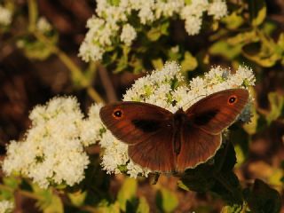 Halikarnas Esmeri (Maniola halicarnassus)