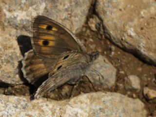 Doruk Yalanc Cads (Pseudochazara aurantiaca)