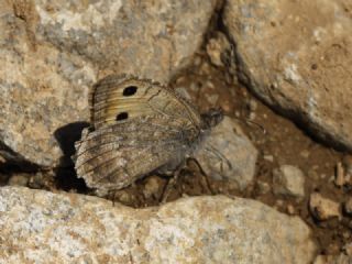 Doruk Yalanc� Cad�s�&nbsp;(Pseudochazara&nbsp;aurantiaca)