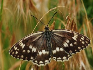 Kara Melike (Melanargia syriaca)