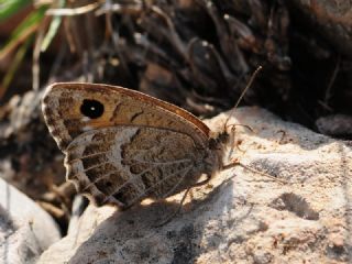 Beyaz Damarl Pirireis (Satyrus amasinus)