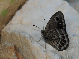Beyaz Damarl Pirireis (Satyrus amasinus)