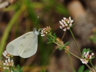 Narin Orman Beyaz (Leptidea sinapis)