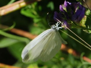 Narin Orman Beyaz (Leptidea sinapis)