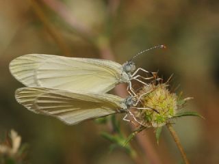 Narin Orman Beyaz (Leptidea sinapis)