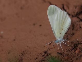 Narin Orman Beyaz (Leptidea sinapis)