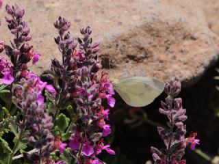 Byk Beyazmelek  (Pieris brassicae)