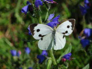 B�y�k Beyazmelek &nbsp;(Pieris&nbsp;brassicae)