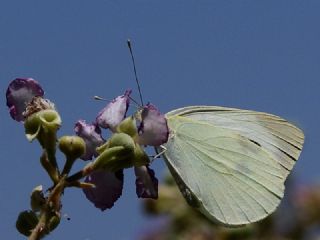 B�y�k Beyazmelek &nbsp;(Pieris&nbsp;brassicae)