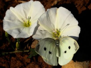 Byk Beyazmelek  (Pieris brassicae)