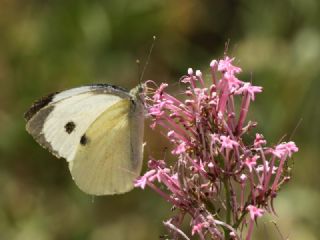B�y�k Beyazmelek &nbsp;(Pieris&nbsp;brassicae)