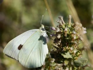 Byk Beyazmelek  (Pieris brassicae)