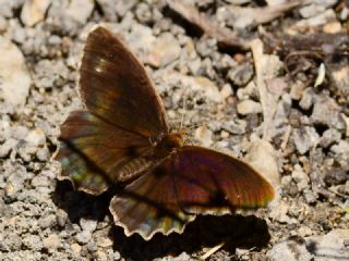 Anadolu Pirireisi (Satyrus favonius)