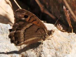 Anadolu Pirireisi (Satyrus favonius)