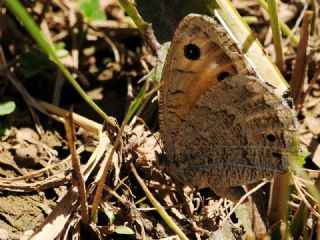 Hametli Pirireis (Satyrus ferulus)