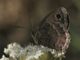 Hametli Pirireis (Satyrus ferulus)