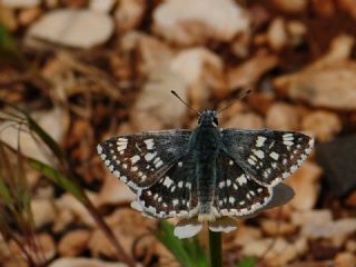 Mozaik Z�pz�p�&nbsp;(Muschampia&nbsp;tessellum)