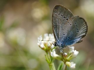 Mavi Osiris&nbsp;(Cupido&nbsp;osiris)