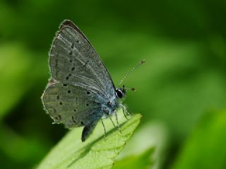 Balkan Everesi (Cupido decoloratus)