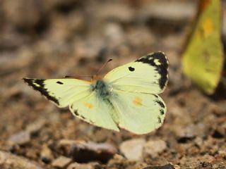 Orman Azameti (Colias hyale)