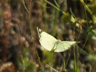 Orman Azameti (Colias hyale)