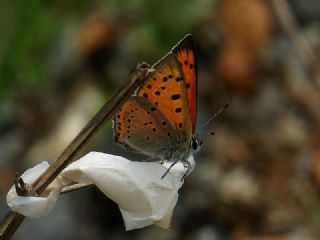 Anadolu Ate Gzeli (Lycaena asabinus)