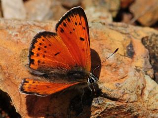 Anadolu Ate Gzeli (Lycaena asabinus)