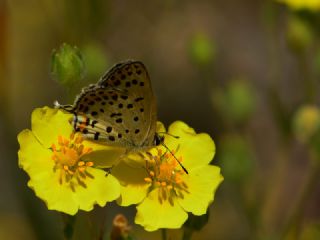 Frat Bakr Gzeli (Margelycaena euphratica )