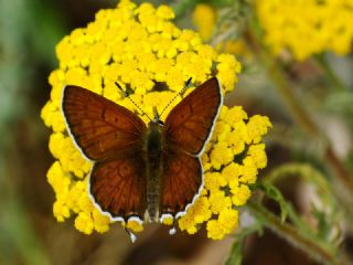 Frat Bakr Gzeli (Margelycaena euphratica )