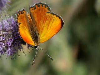 Alev Ategzeli (Lycaena kefersteinii)