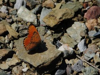 Alev Ategzeli (Lycaena kefersteinii)