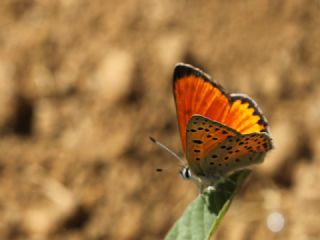 Alev Ate�g�zeli&nbsp;(Lycaena&nbsp;kefersteinii)
