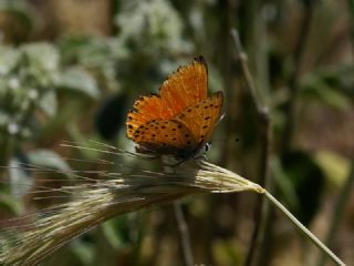 Alev Ate�g�zeli&nbsp;(Lycaena&nbsp;kefersteinii)