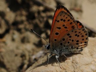Alev Ate�g�zeli&nbsp;(Lycaena&nbsp;kefersteinii)