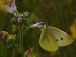 Kk Beyazmelek (Pieris rapae)