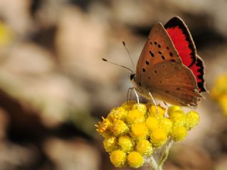 Da Atei (Lycaena thetis)