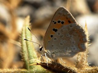 Da Atei (Lycaena thetis)