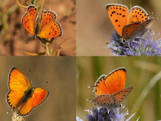 ran Ate Gzeli (Lycaena lampon)