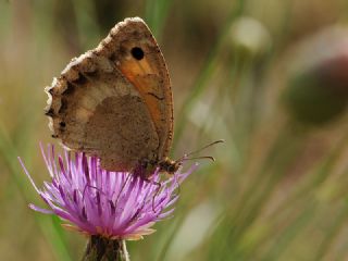 Anadolu Pirireisi (Satyrus favonius)