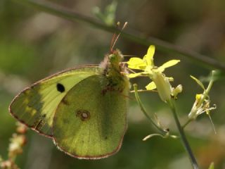 Gzel Azamet (Colias alfacariensis)