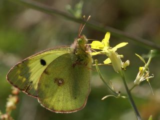 Gzel Azamet (Colias sareptensis)