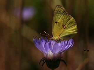 Gzel Azamet (Colias alfacariensis)