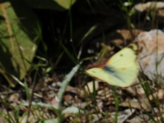 Gzel Azamet (Colias alfacariensis)